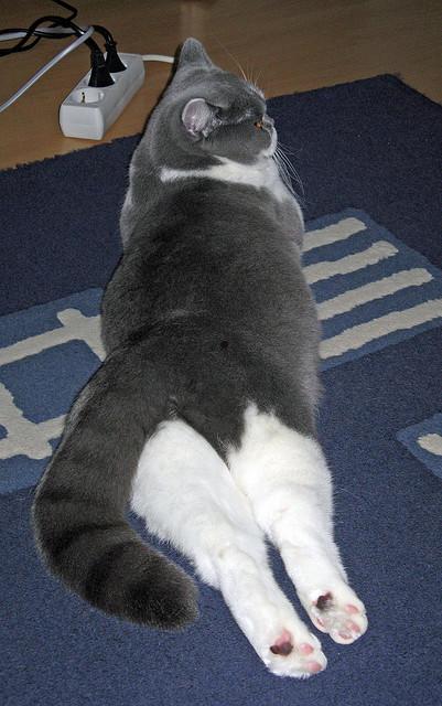 哪些网站可在线免费观看电影?